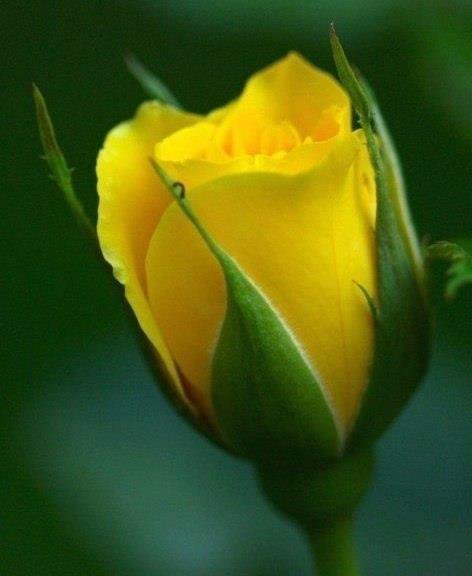 Желтая роза - оригинал