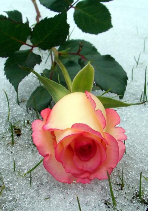 Роза на снегу - цветы - оригинал