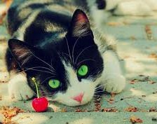 Схема вышивки «киса»