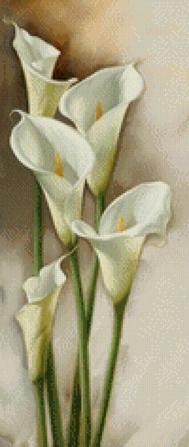 Каллы - каллы, цветы - предпросмотр