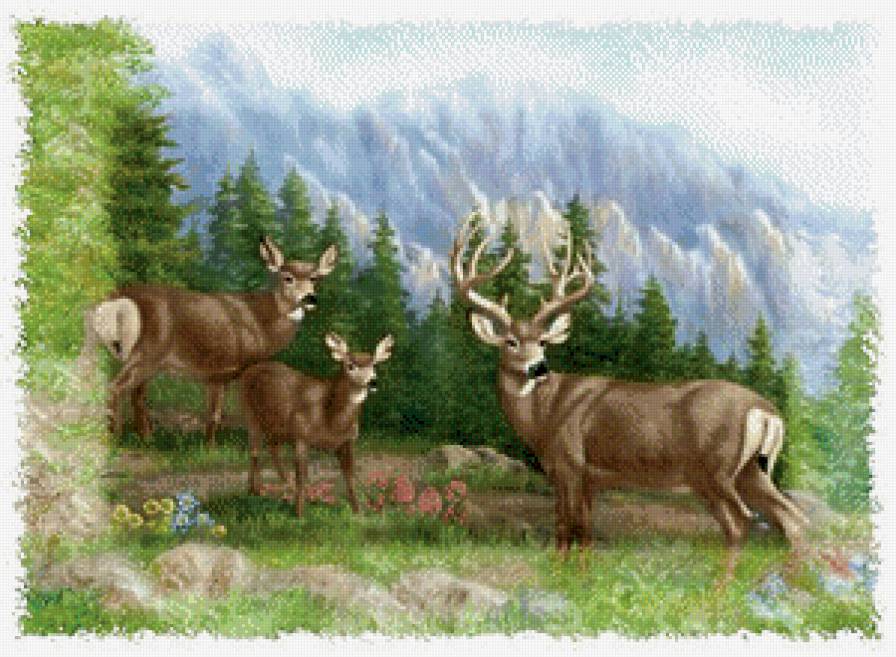 Олени - горный пейзаж, животные, лето - предпросмотр