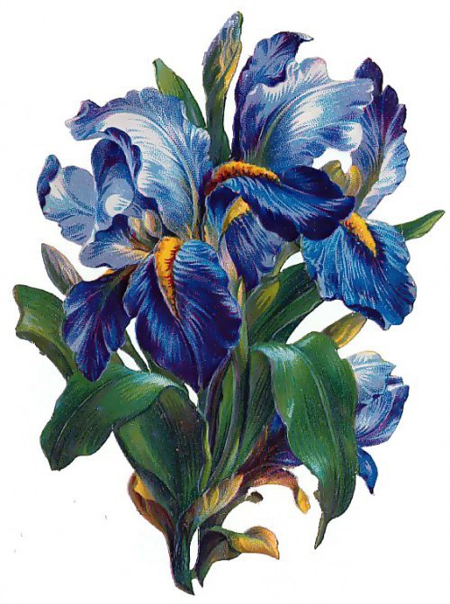 цветы - цветы - оригинал