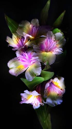 цветы.. - оригинал