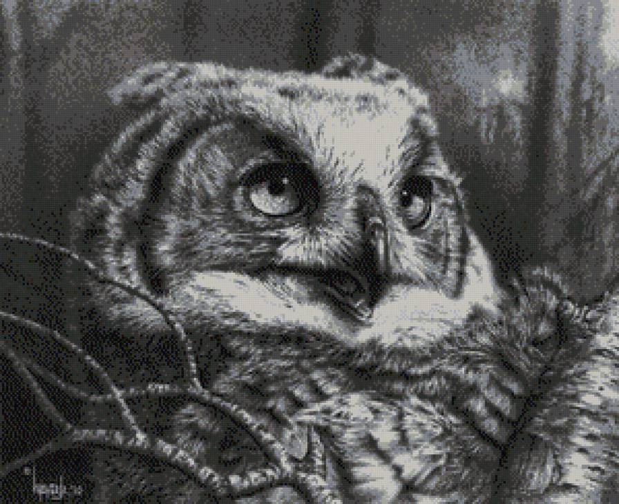 сова графика - птицы, сова - предпросмотр
