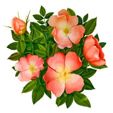 Схема вышивки «шиповник»