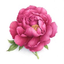 Схема вышивки «бутон»