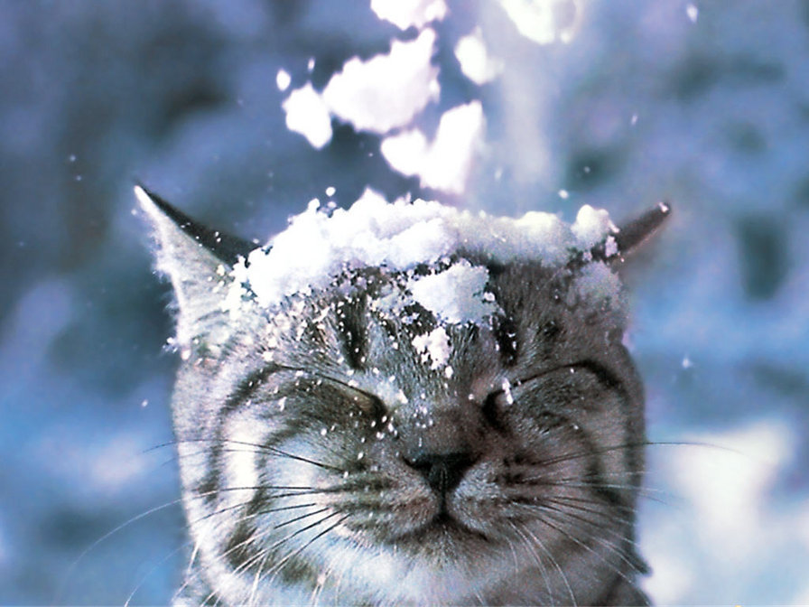 Засыпало... - снег, кошка, зима - оригинал