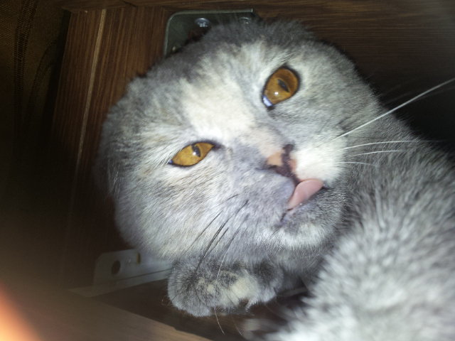 ириска - коты - оригинал