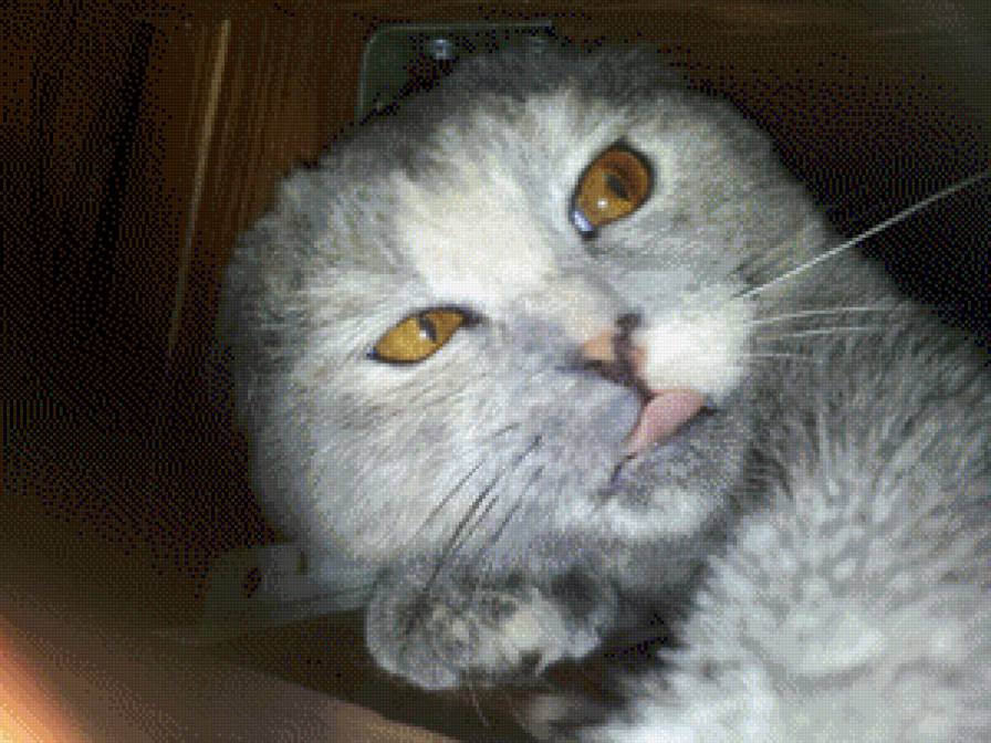 ириска - коты - предпросмотр