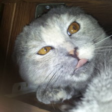 Схема вышивки «ириска»