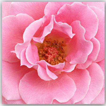 Růže - květiny - оригинал