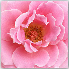 Схема вышивки «Růže»