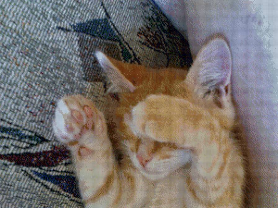 мой рыжий - предпросмотр