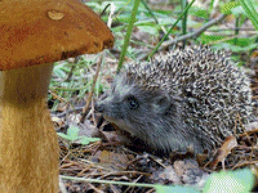 гриб и ежик - предпросмотр