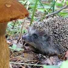 гриб и ежик