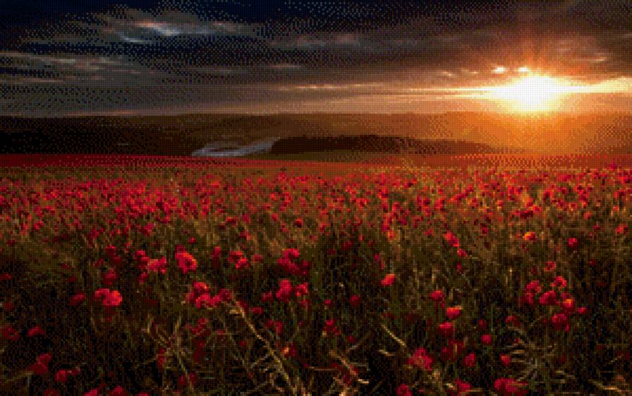 Маковый закат - пейзаж, закат - предпросмотр