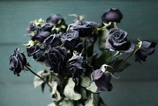 Розы - розы - оригинал