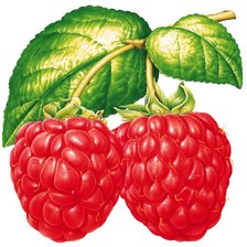 Схема вышивки «малина»