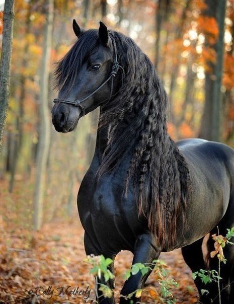 Лошадь - животные, лошадь - оригинал