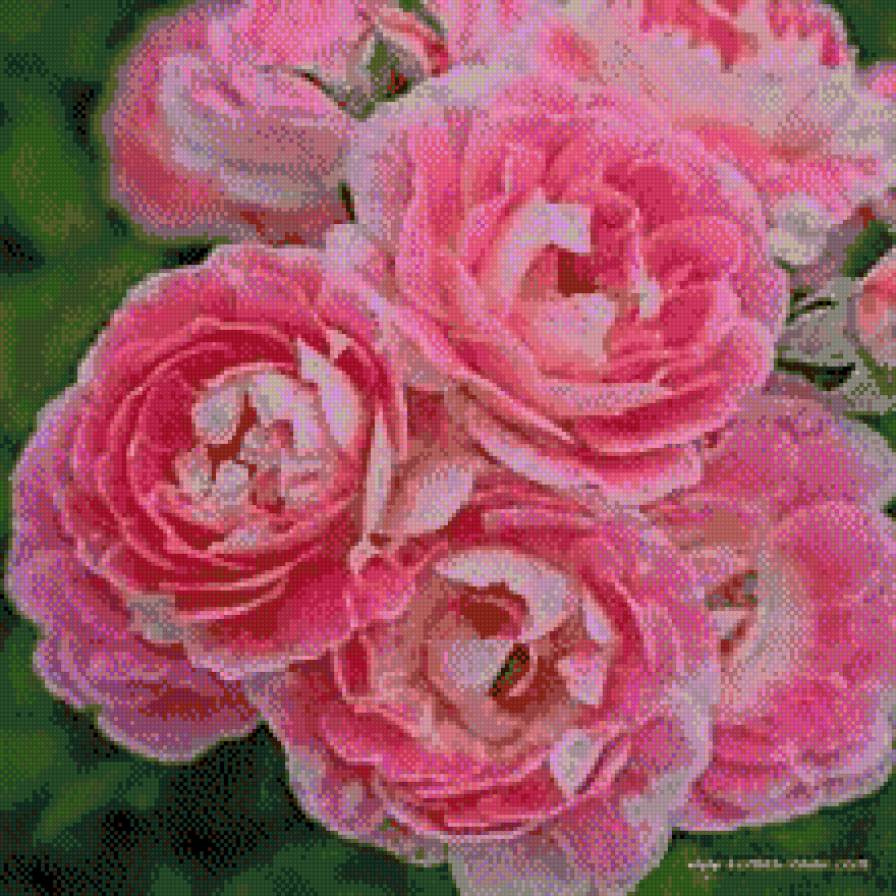 Šípkové 2 - květiny - предпросмотр