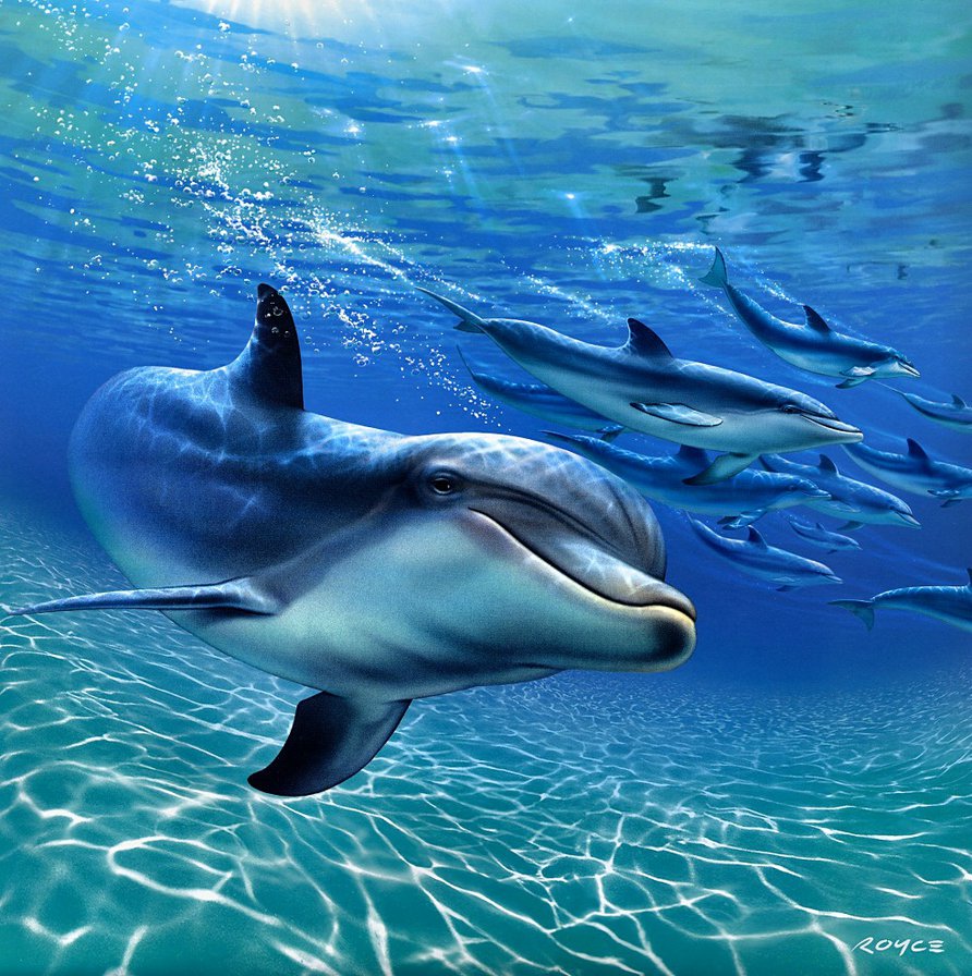 Дельфин - рыба, море - оригинал