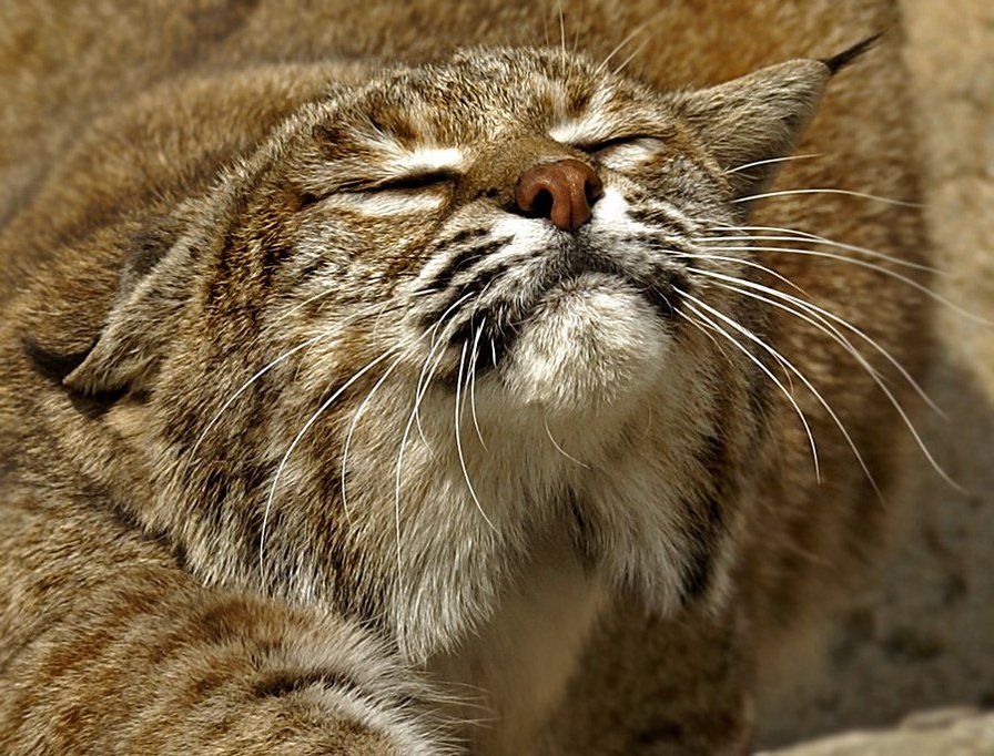 рысь - животные, киса - оригинал