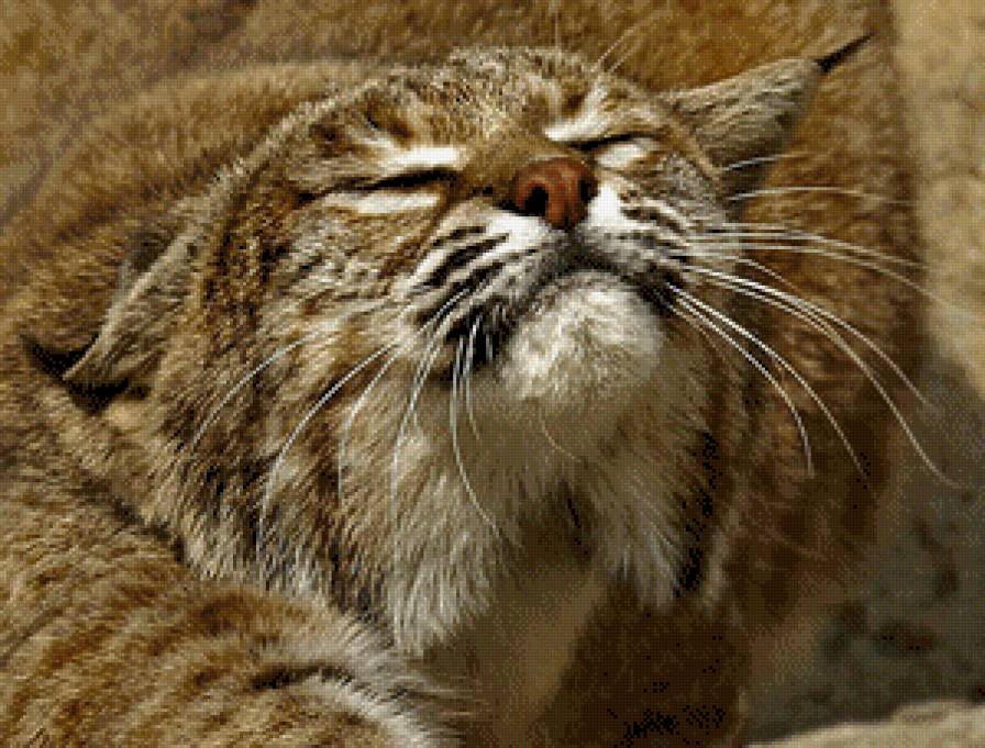 рысь - киса, животные - предпросмотр