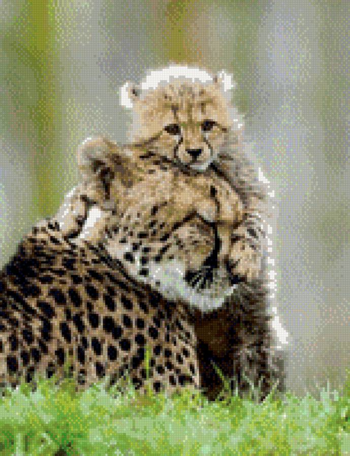 семья - животные, кошки, большие кошки - предпросмотр