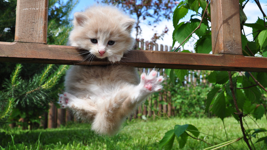 хулиган - котенок, животные - оригинал