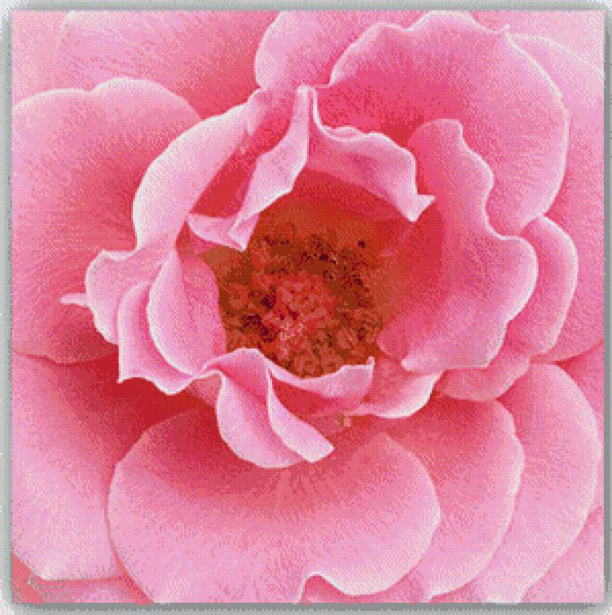 Růže 1 - květiny - предпросмотр