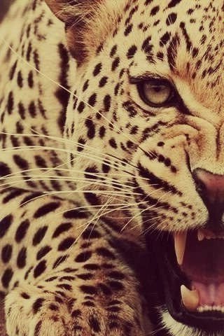 кошка - оригинал