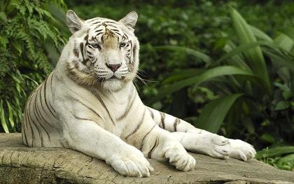 белый тигр - животные, тигр - оригинал