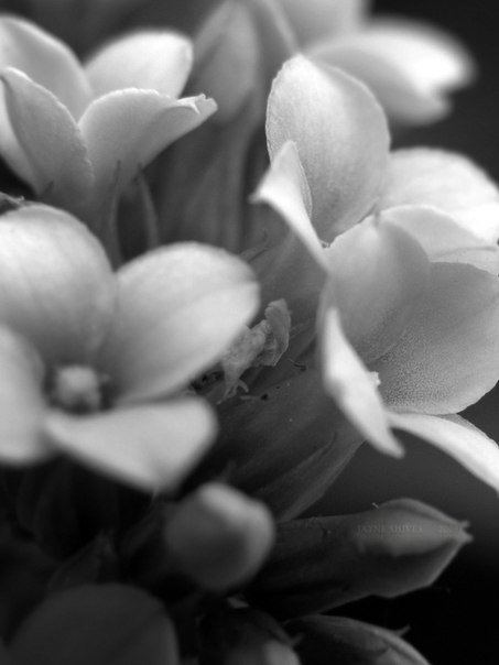 Черно-белое - цветы, черно-белое - оригинал