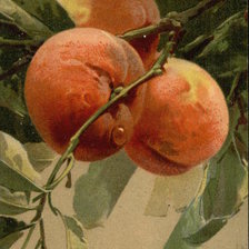 Оригинал схемы вышивки «Three Peaches on the Branch» (№460504)