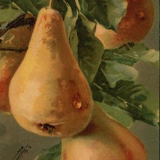 Схема вышивки «Three Pears on a Branch»