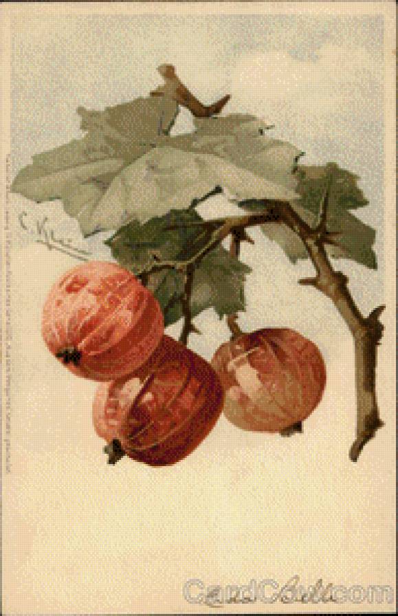 Fruit on a Branch - предпросмотр