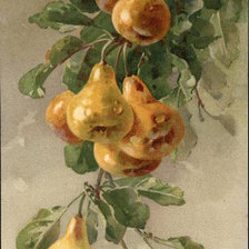 Golden Pears on a Branch