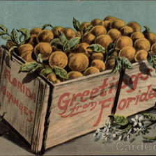 Florida Oranges