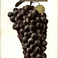 Схема вышивки «Half Dollar and Bunch of Tokay Grapes»