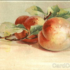 Branch with two red-golden apples