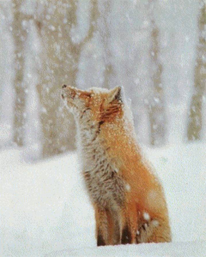 лиса - зима - предпросмотр