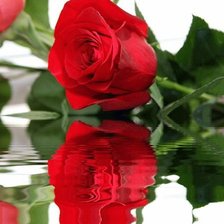 Схема вышивки «розы у воды»