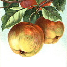 Схема вышивки «Apples on the branch»