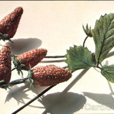Схема вышивки «Fragaria Vesca L. Var Strawberry»