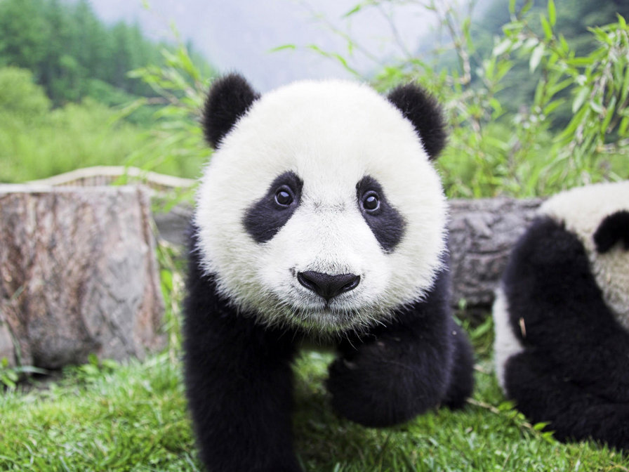 Панда - пушистая панда - оригинал