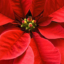 Vánoční hvězda - květiny - оригинал