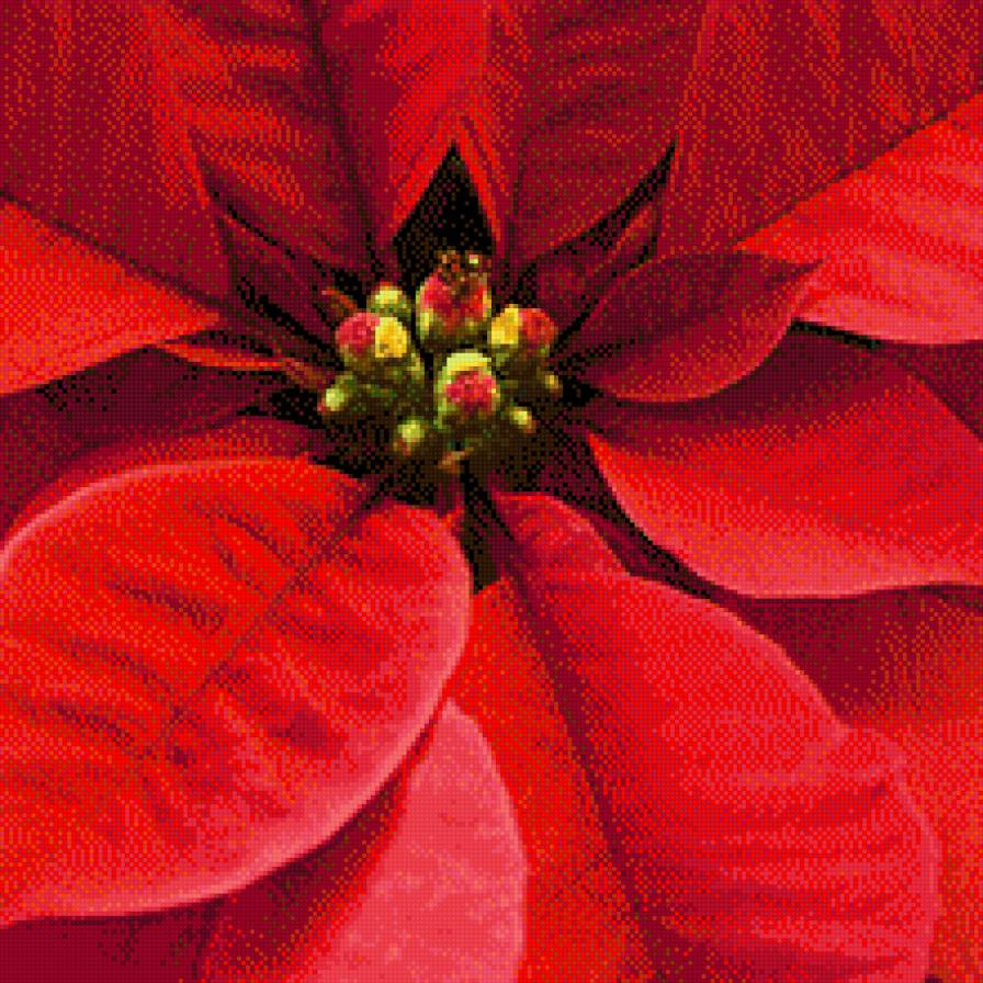 Vánoční hvězda - květiny - предпросмотр