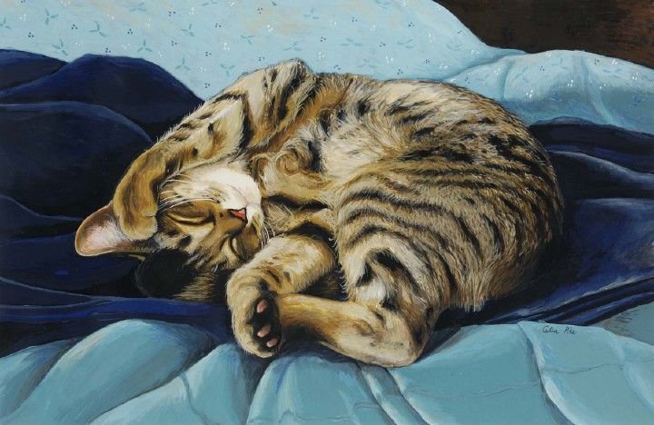 Кошечка - животные - оригинал