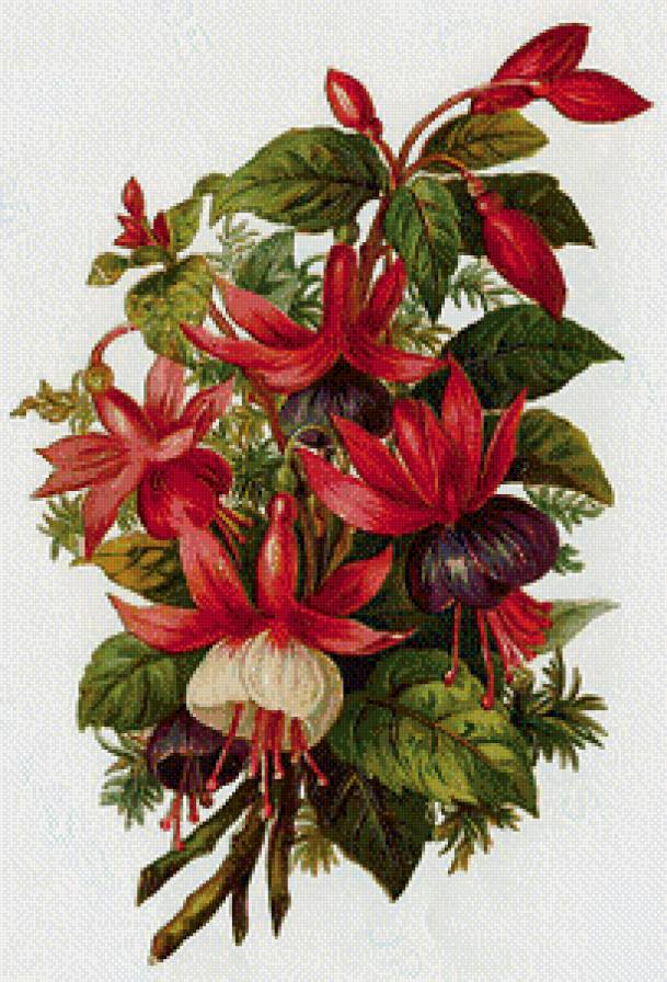 Цветы - предпросмотр