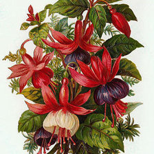 Схема вышивки «Цветы»